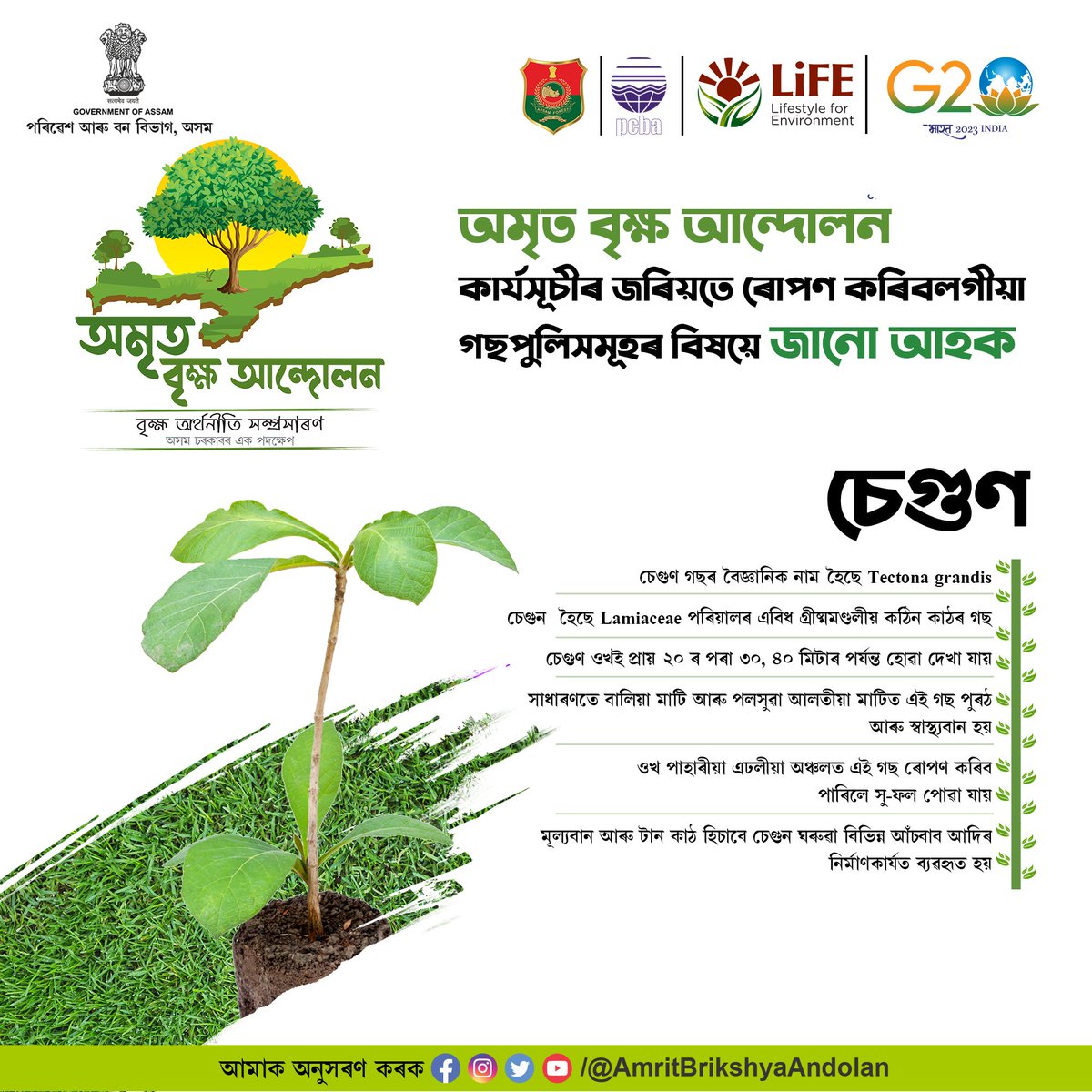 AmritBrikshya's tweet photo. অমৃত বৃক্ষ আন্দোলন কাৰ্যসূচীৰ জৰিয়তে ৰোপণ কৰিবলগীয়া গছপুলিসমূহৰ বিষয়ে কিছু জানিবলগীয়া কথা।
#AmritBrikshyaAndolan #BrikshyaAndolan #AmritBrikshya #Sal #PromotingTreeEconomy #TreeEconomy https://t.co/vjYr28YTfv