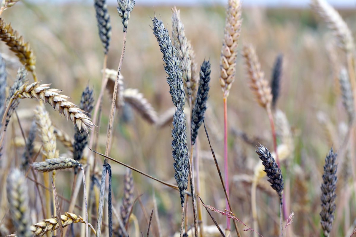 NewsMedical's tweet image. Mycotoxin contamination is still a serious food/feed safety issue news-medical.net/news/20230904/… @Toxins_MDPI #mycotoxins #foodsafety #feedsafety #toxins #foodtoxins