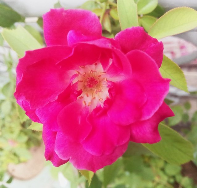 Have a great week! 
#myroses #mykitchengarden #roses #blossoms
