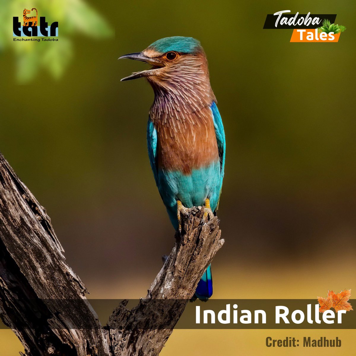 Madhub had a spellbinding rendezvous with the enchanting #IndianRoller at #TATR. Initially disheartened to be not able to spot the elusive tiger, she spotted this vibrant avian beauty amidst golden hues of dawn. 
#TadobaTales #WildernessWonders