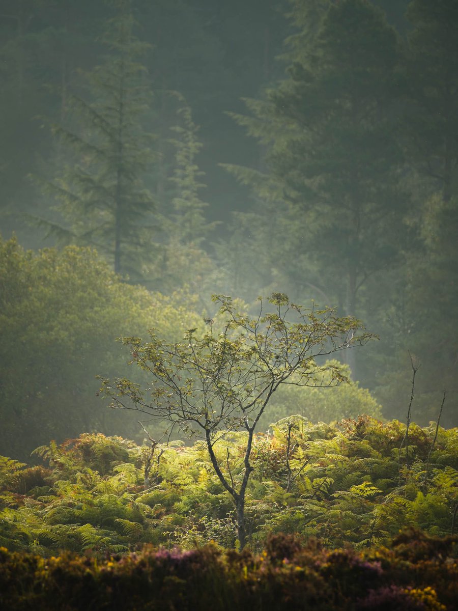 Morning’s Kiss

My latest image from an early start on Friday up in the Gwydir Forest. It even comes with a blog post if you have a few minutes to kill!

sion-roberts.co.uk/blog/goodbye-s…

#wexmondays #fsprintmonday #sharemondays2023