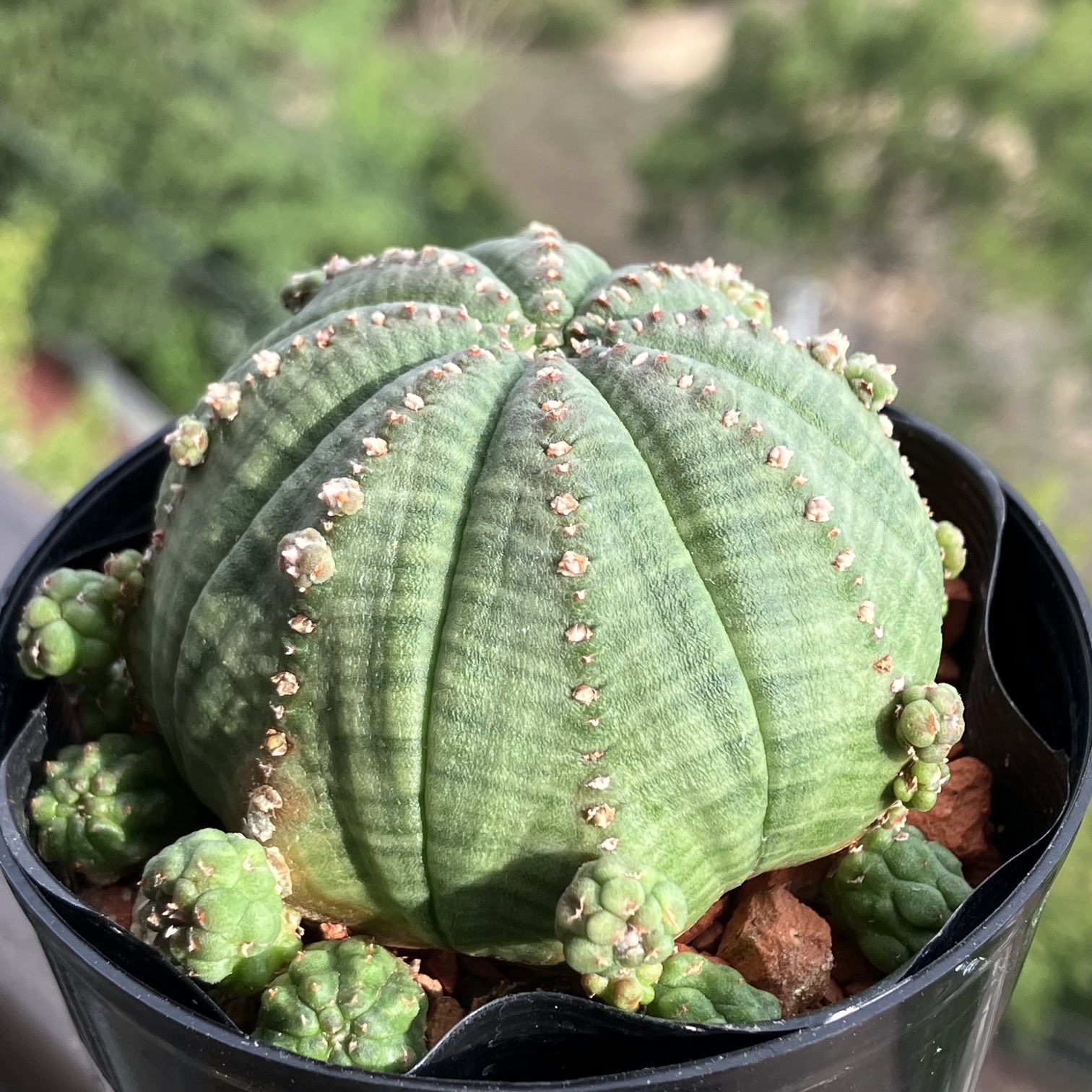 ユーフォルビア シンメトリカ 希少 螺旋系 雌雄セット ユーフォルビア