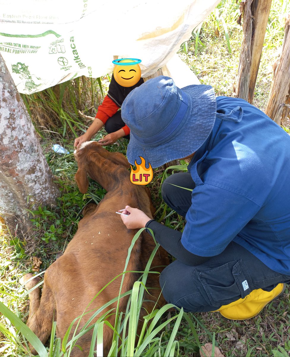 "Dukun vs Dokter"
Hari ini ada kasus sapi kembung (bloat). Sudah 2 hari tidak mau makan, terlihat lemas &amp; ambruk. Kemudian sy memberikan obat antikembung, antinyeri &amp; vitamin B12. 
Sambil ngobrol, sy menjelaskan ke peternak untuk menunggu respon sapi, 1 jam pasca pemberian obat.