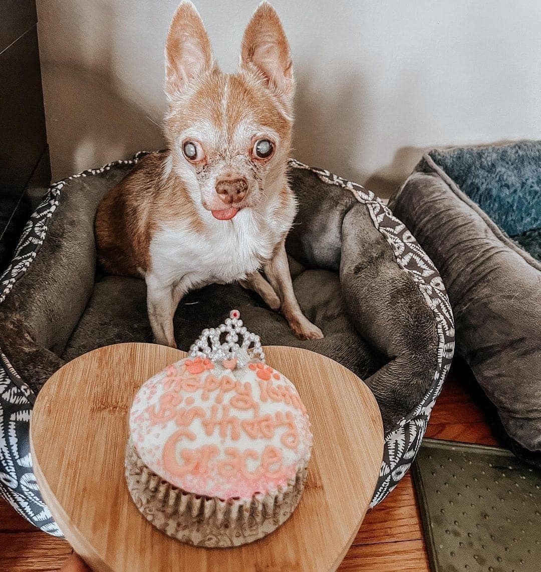 Best in Dogs on X: "Today is my birthday, because I'm ugly no one ever  blessed me https://t.co/mYpfGKGIzt" / X