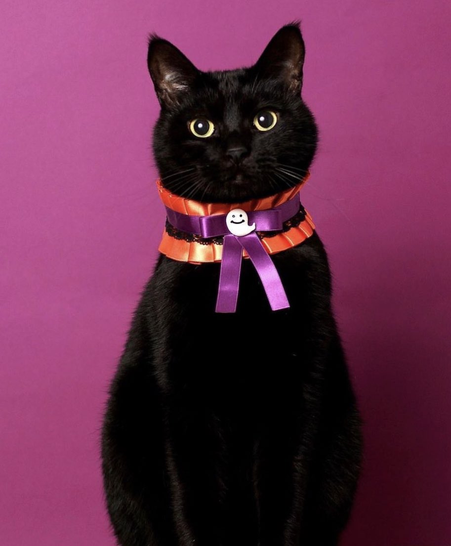 CACAOCAT_'s tweet photo. 🧡🐈‍⬛👻🦇🎃🧙‍♀️🧡

CACAOCAT
ハロウィーン👻
スタート！！

今年も猫だらけの
ハロウィンにしましょっ🐾

たくさんのハロウィン限定商品も
準備しています♪
👇　　👇　　👇
https://t.co/xevr5WSq0G

いいね&amp;リツイートで
応援してください！

こちら待ち受けにどうぞ🐈‍⬛✨⤵︎ https://t.co/nTcosa14dZ