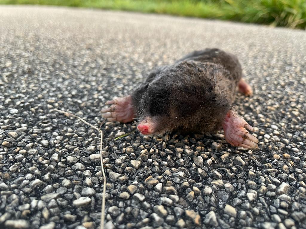 Estatica tweet media