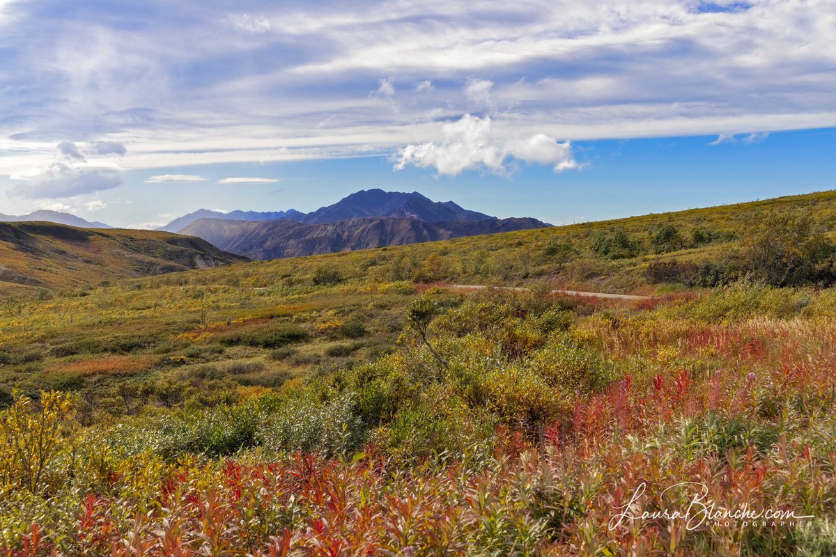 Across The Flaming Tundra.  Denali National Park.

#denalinationalpark #adventure #Alaska #whatiloveabouttravel