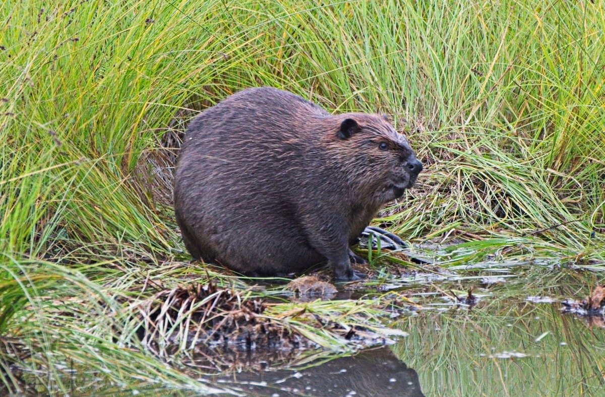 USFWS's tweet photo. Attention everyone! This is what peak performance looks like. No notes. 📝 

Have a great Labor Day! We hope you find time to relax in nature and aren't as busy as a beaver.

Photo of American beaver at Billy Frank Jr. Nisqually National Wildlife Refuge by Tami Shaughnessy. https://t.co/vP16PIlhbI