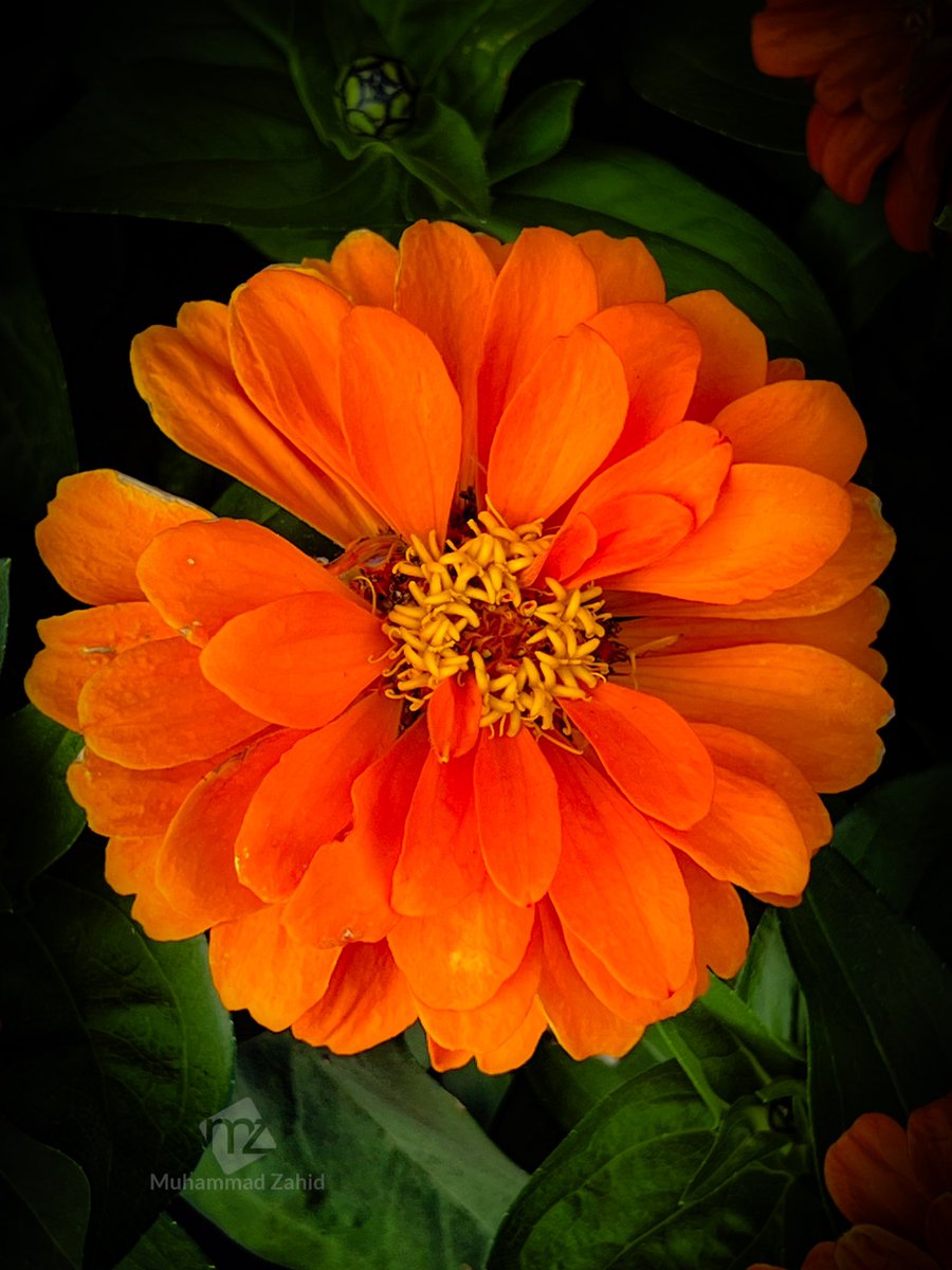 zee_click's tweet photo. #nature #NatureBeautiful #flower #flowerlovers #orange https://t.co/TheUvafns0