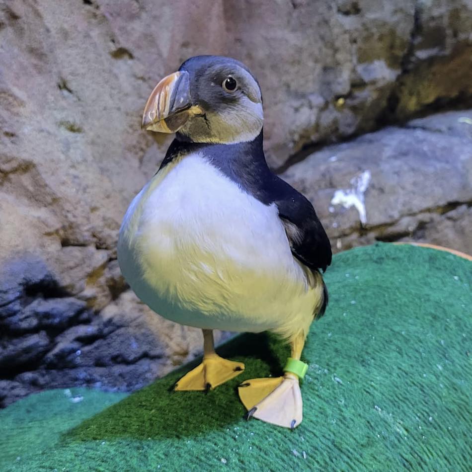 We're excited to share that, after our popular Wild Life Drawing class with Little White and Little Grey, we're now giving you the chance to draw our resident puffins!

To book, click here: bit.ly/45sMTNn