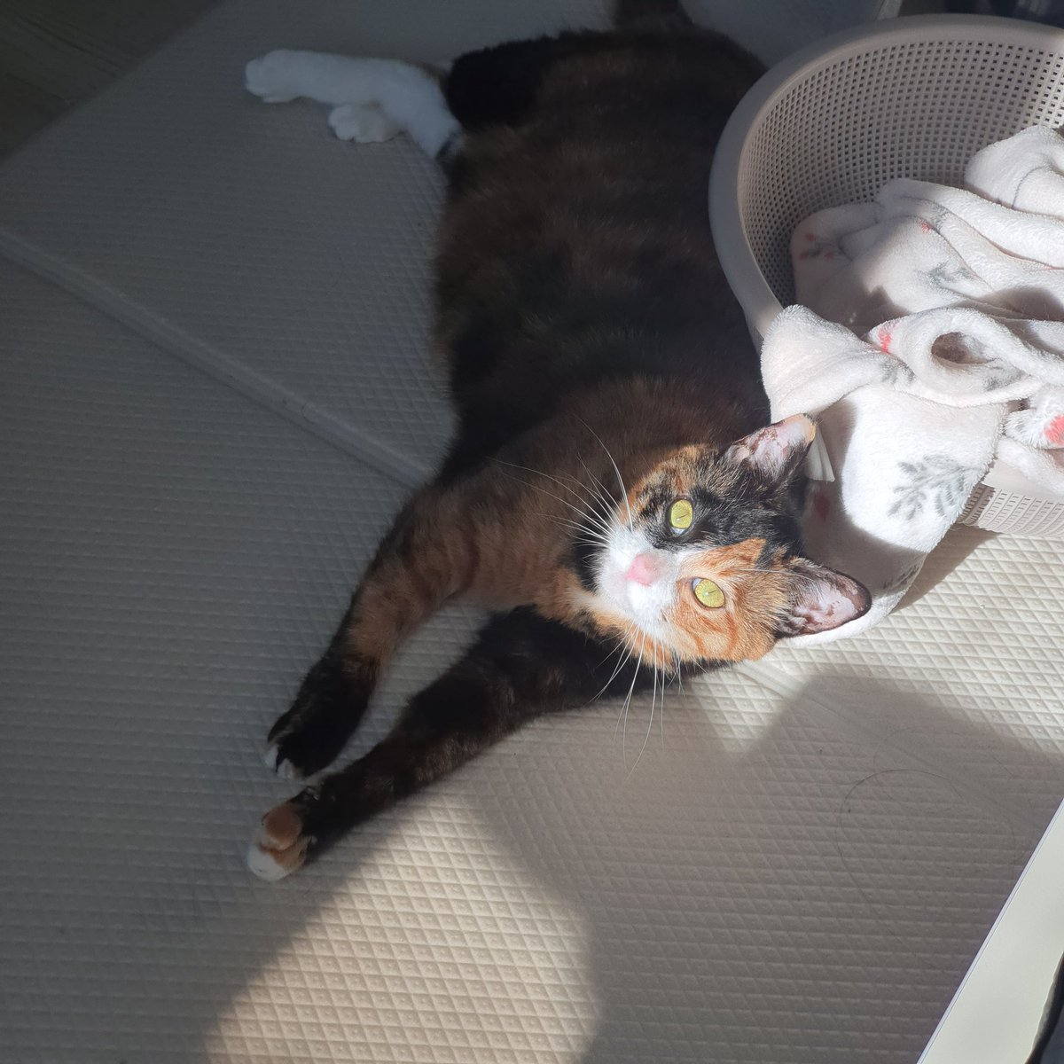 cookie190409's tweet image. 