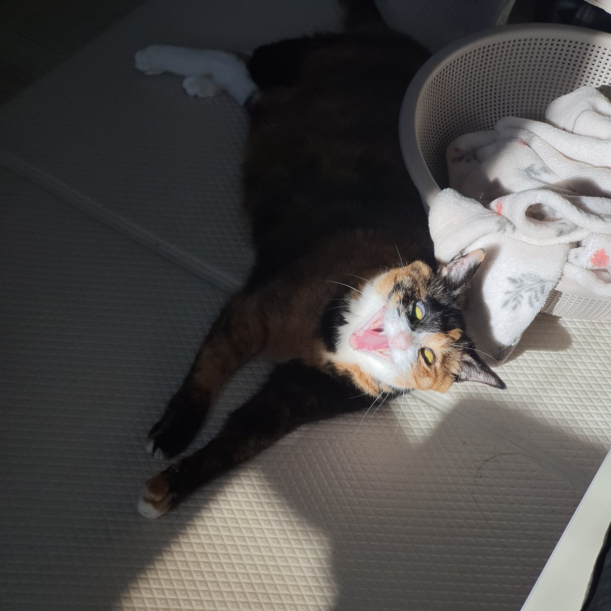 cookie190409's tweet image. 