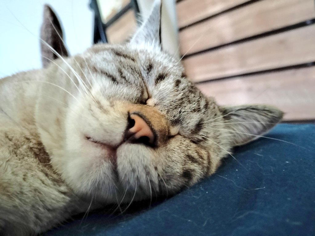 mono__1016's tweet photo. カメラ嫌いのネコ。
カメラにも気づかず爆睡🐱 https://t.co/tt8VgOSQR9