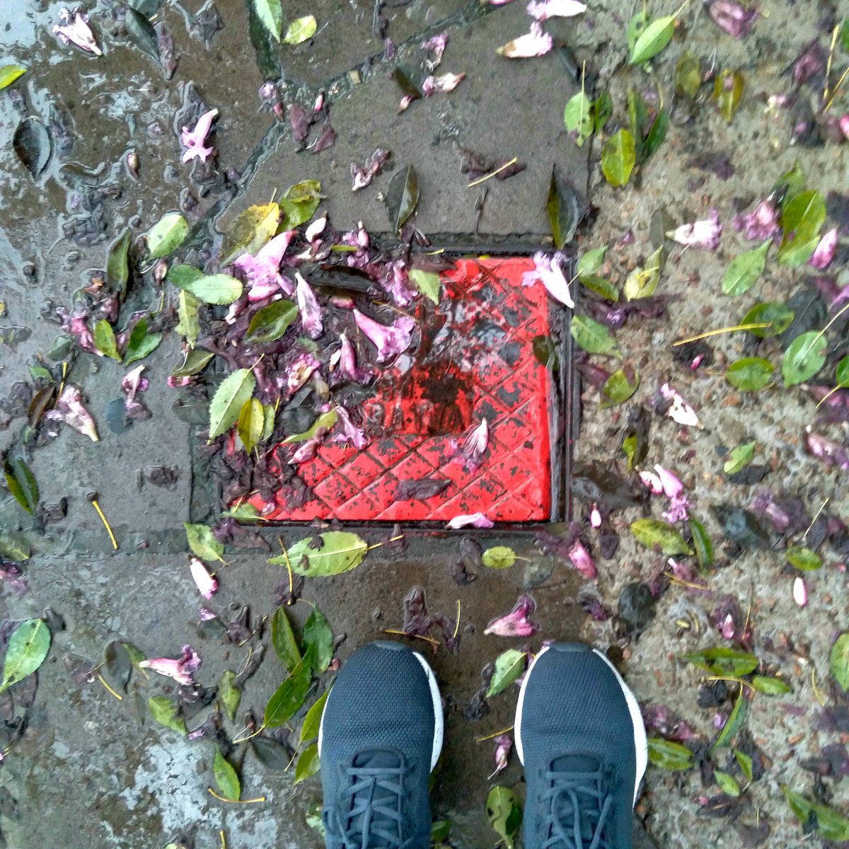 ArvoresUrbanas's tweet photo. Caminhando de repente começo a rir de mim, de nós: crescer em Porto Alegre é saber andar entre essas chuvas de flores, esse suco de plantas, que brinca com a gente e às vezes até convida a brincar de não cair, se escorregar!
#iperosa #arvoresurbanas https://t.co/UN4zTJMrJo
