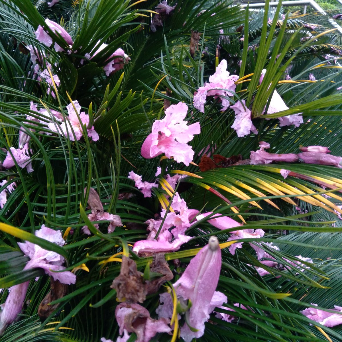 ArvoresUrbanas's tweet photo. Caminhando de repente começo a rir de mim, de nós: crescer em Porto Alegre é saber andar entre essas chuvas de flores, esse suco de plantas, que brinca com a gente e às vezes até convida a brincar de não cair, se escorregar!
#iperosa #arvoresurbanas https://t.co/UN4zTJMrJo