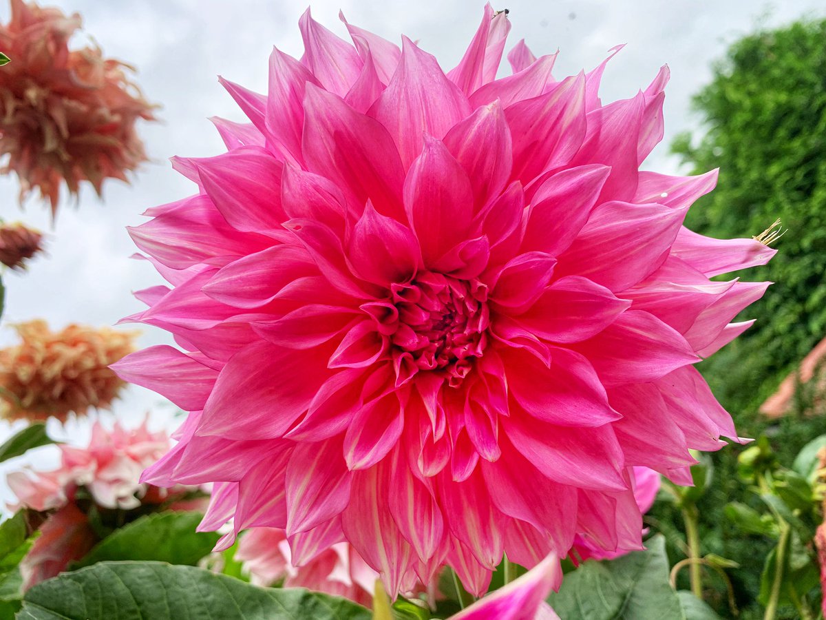 It’s going to be a scorcher in #SouthernEngland this week. Perfect for outdoor activities and great for #nakedgardening of course🤩 I hope everybody’s week is as bright as this gorgeous dahlia #DailyDahlia #GardeningX #gardeningtwitter #gardeninginspiration #heatwave