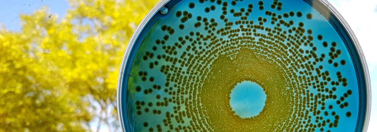 GIS IBiSA (@gis_ibisa) on Twitter photo Les collections de #bactéries 🦠 pathogènes du CIRM-BP sont répertoriées dans l'annuaire des #CRB IBiSA ➡️ ibisa.net/annuaire-crb/b… <a href="/Cirm_brc/">CIRM Biological Resource Centres</a>, <a href="/INRAE_France/">INRAE</a>, @UnivTours, <a href="/AgroBRC_RARe/">RARe - Ressources Agronomiques pour la Recherche</a> Les collections de #bactéries 🦠 pathogènes du CIRM-BP sont répertoriées dans l'annuaire des #CRB IBiSA ➡️ ibisa.net/annuaire-crb/b… <a href="/Cirm_brc/">CIRM Biological Resource Centres</a>, <a href="/INRAE_France/">INRAE</a>, @UnivTours, <a href="/AgroBRC_RARe/">RARe - Ressources Agronomiques pour la Recherche</a>
