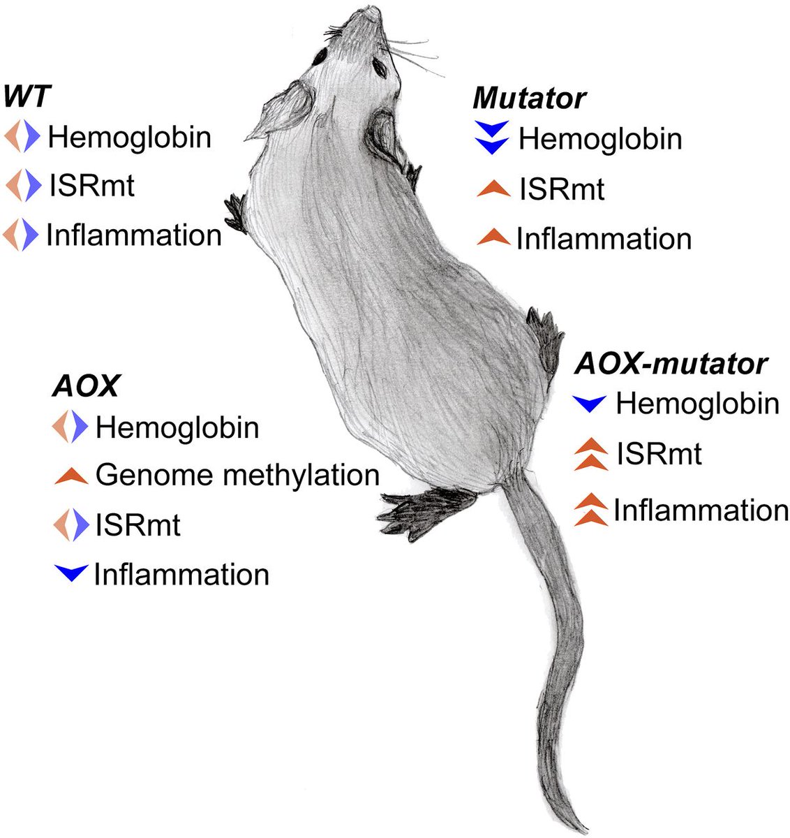 Expression of the alternative oxidase in mtDNA mutator mice improves their blood phenotype but enhances inflammatory and stress responses in skeletal muscle <a href="/helsinkiuni/">University of Helsinki</a> <a href="/ASW_lab/">Anu Suomalainen-Wartiovaara Lab</a> <a href="/AWartiovaara/">Anu Suomalainen Wartiovaara</a> 
life-science-alliance.org/content/6/11/e…