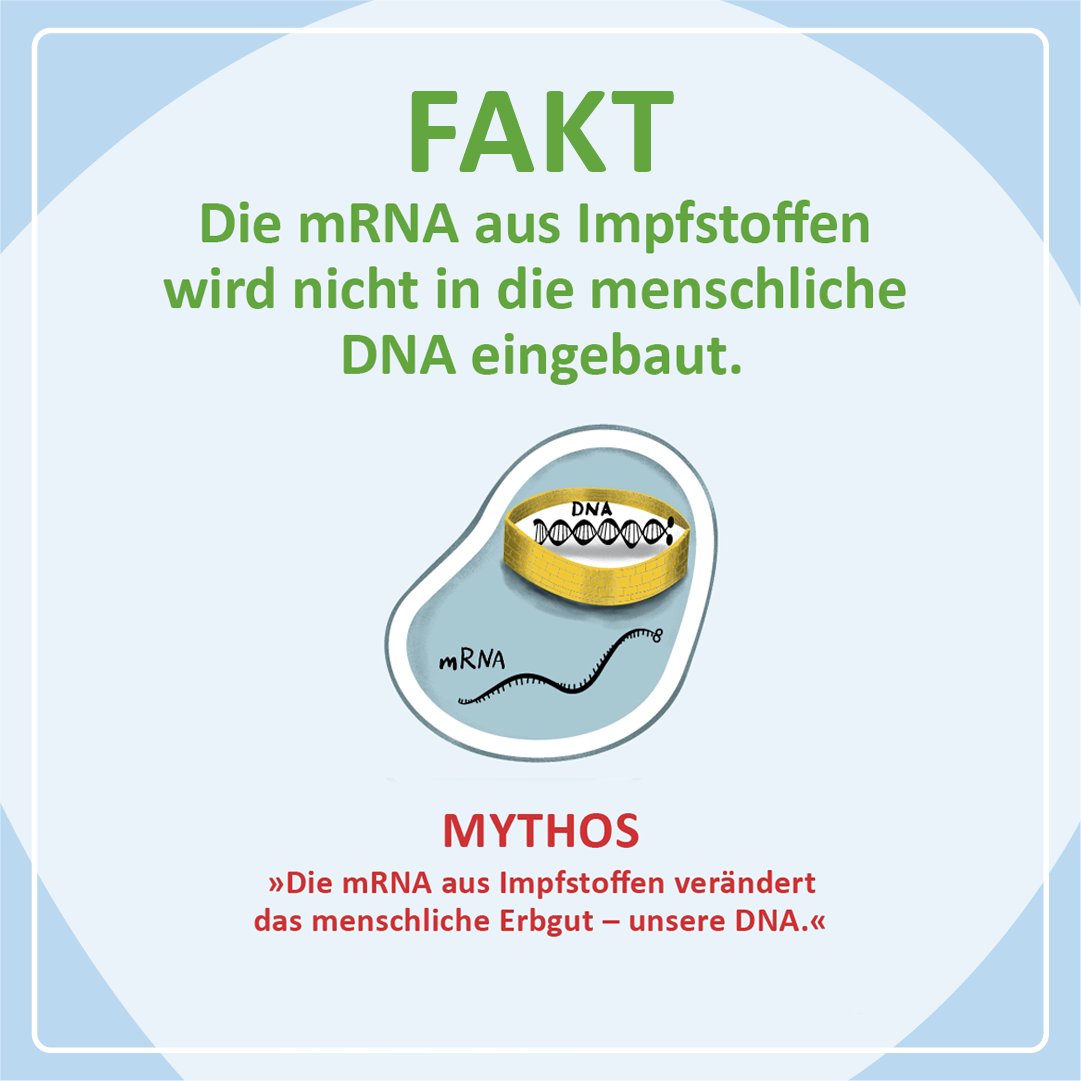 1/6 
Impfmythen - kurz erklärt 

Neues Faktensandwich zum Thema Sicherheit

Fakt ist: Die mRNA aus Impfstoffen wird nicht in die menschliche DNA eingebaut

Details im Thread und unter:
➡️rki.de/impfmythen

#ImpfenSchuetzt #EveryDoseCounts