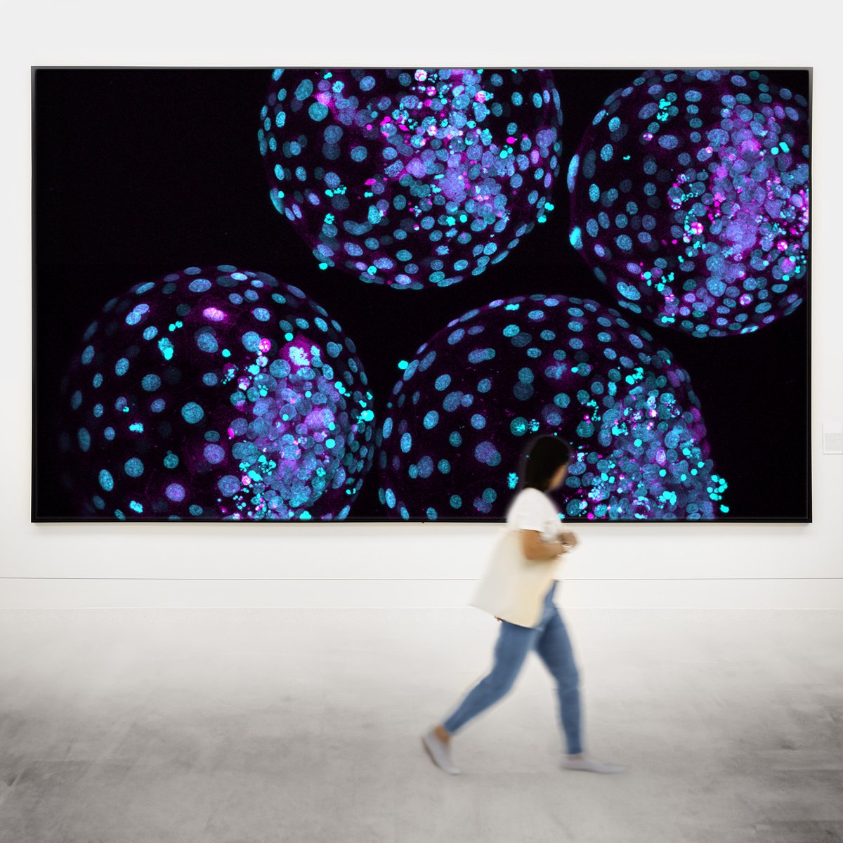 reNEW_Global's tweet image. Science meets art. In celebration of Stem Cell Awareness Day on October 11th, we’re holding the reNEW ARTxSCIENCE competition. We need your help to find a winner. renew.science/artxscience/#a…… #MCRI #LUMC #UCPH #stemcellart