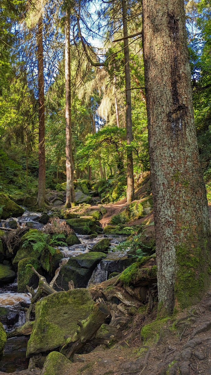 Lydia Hill🍃 tweet media