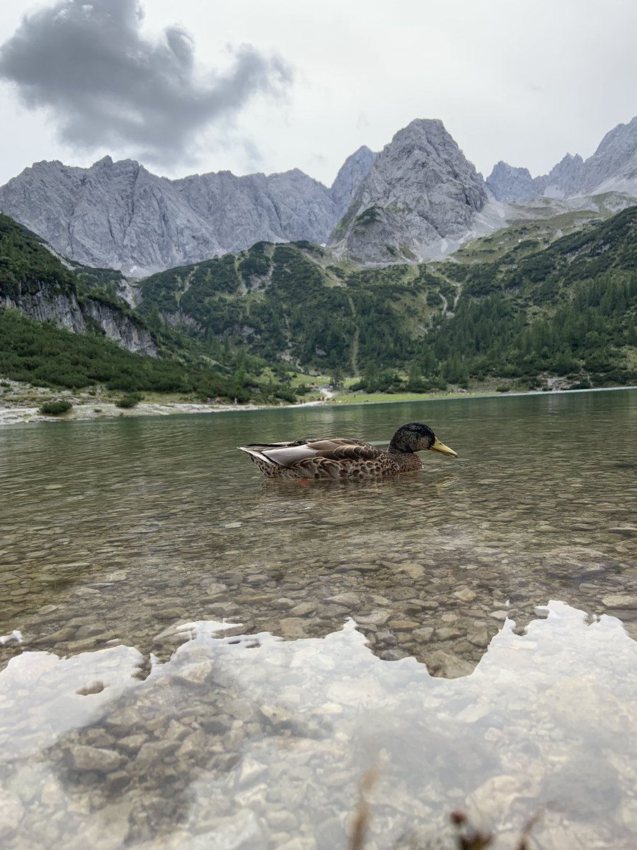 GODINHO513's tweet photo. 📍🏔️
#seebensee https://t.co/UFMuKTZIp5