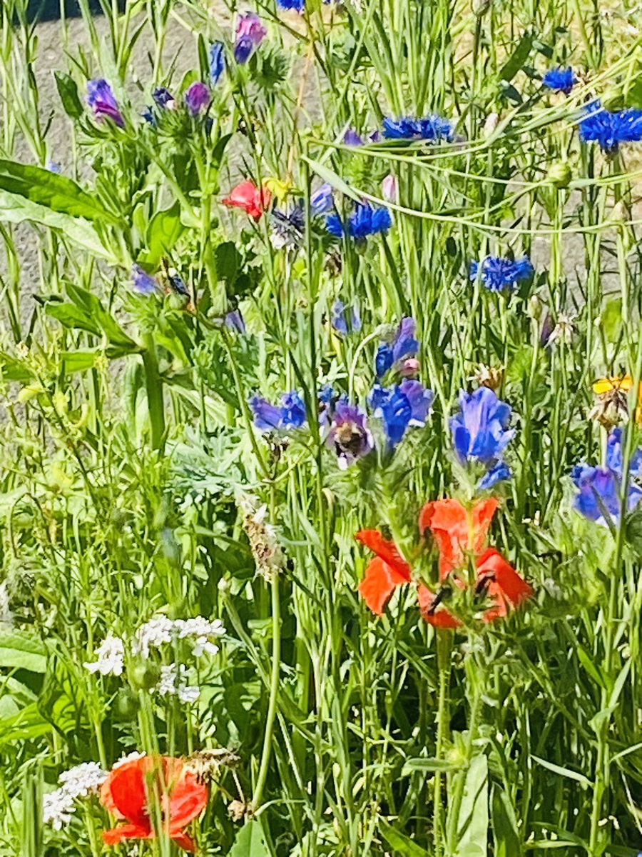 Happy #Monday here at #StewartHouse the #OccupationalTherapy wild flower patch is in full bloom and attracting #bees, The ski is clear blue and the sun is out. Have a wonderful day one and all 🐝☀️💛