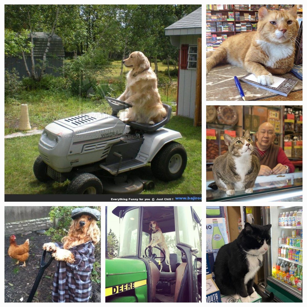 SnowFairy29's tweet photo. #HappyLaborDay peeps!! #DogsOfTwitter #CatsOfTwitter #SeptemberMonth @furkyourwurk @29_chubbyAmelia @CoryJoy @1gingerbeauty @Angus_The_Bold @Pomchi_Puppy @1feralkat 🎉🎆🎀🎊 https://t.co/4V5IufiGU8