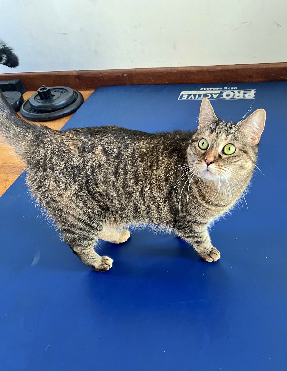 PickliciousF's tweet photo. Right. My mummy has asked me to knock her into shape with my brilliant exercise expertise! #PRPickle https://t.co/YsSCypoQdu