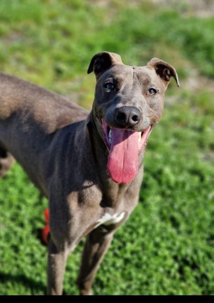 Penny2449's tweet image. #k9hour
Blue 1 yr old Lurcher, he's a lovely natured if a little 
nervous, boy, he needs a family who can give him 
plenty of reassurance and ongoing training, no 
cats/small furries, more info/adopt him from 
@AnimalsInNeedUK