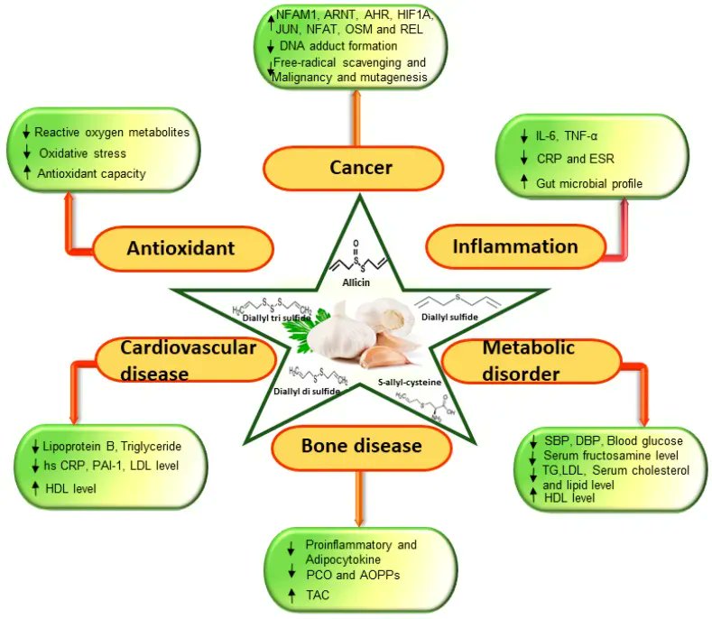 An interesting look at how garlic affects biomarkers for cancer, osteoporosis, and cardiovascular disease, and metabolic #health bit.ly/3IMxsoV #healthyeating #healthyfood