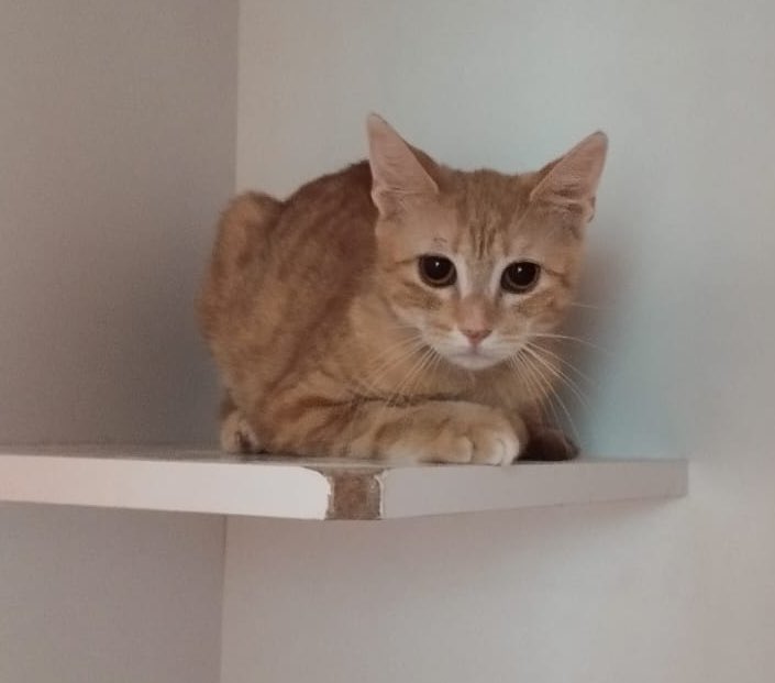 tekirapollon's tweet photo. Bu bebek de Ankara/Bahçelievler Animal Doctor kliniğinde üzerine yatacağı, yapışık yaşayacağı yeni yol arkadaşını arıyor🧡 arka ayakları aksıyor ama bu sevgisine engel değil ömürlük yuvası olun, sokağa dönmesin. https://t.co/HOlfJbY3bU