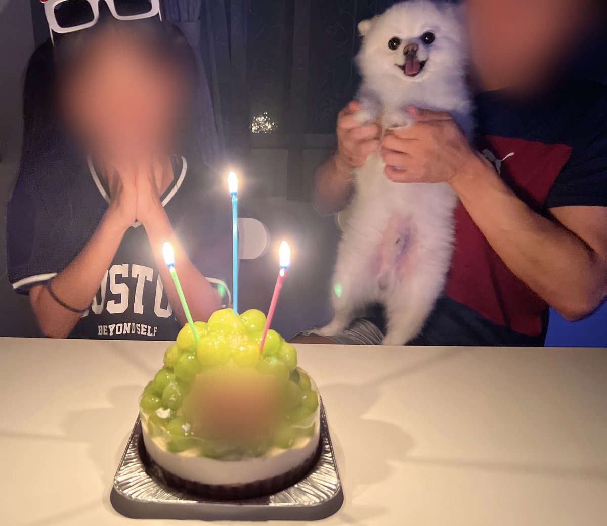 boku_ponchan's tweet photo. お姉ちゃんの誕生日に自分が主役だと思ってそうなくらい楽しんでた可愛い犬 https://t.co/T3ISVMJhHF