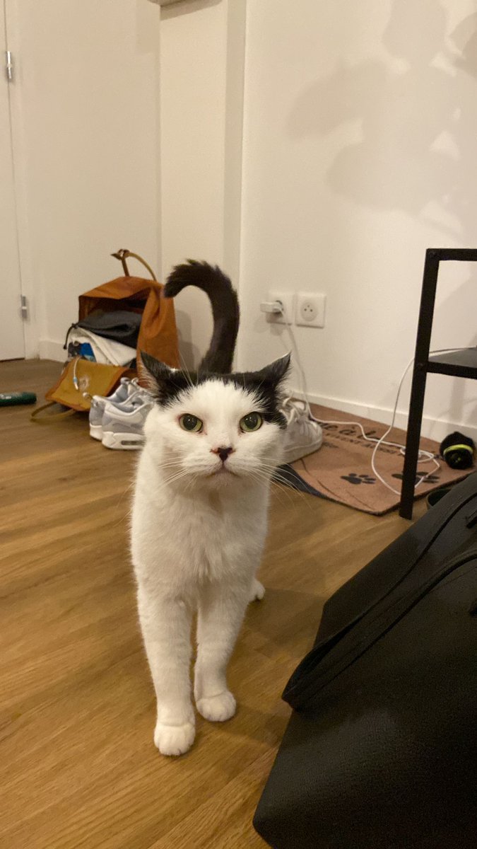 Signalée par une habitante vaudaise, Léa était prostrée dans une rue 😥 Vite récupérée, Léa était apeurée, très amaigrie, infectée de puce et elle présentait une plaie sous la gorge. Aujourd'hui en FA, Léa reprend des forces, elle est adorable et extrêmement reconnaissante ❤️