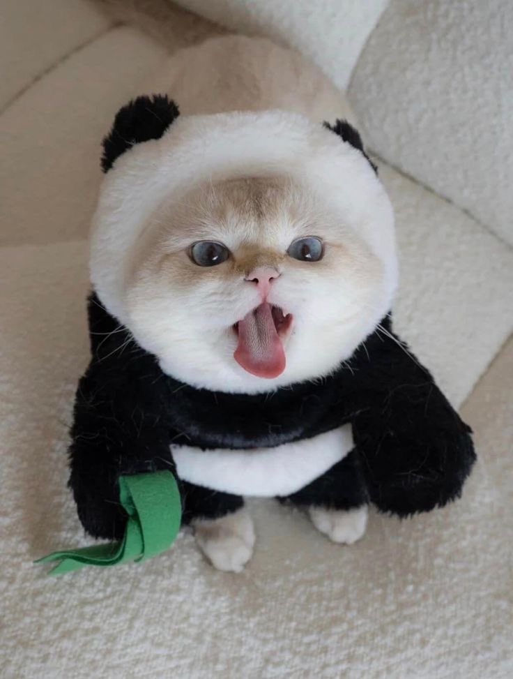 panda 🐼