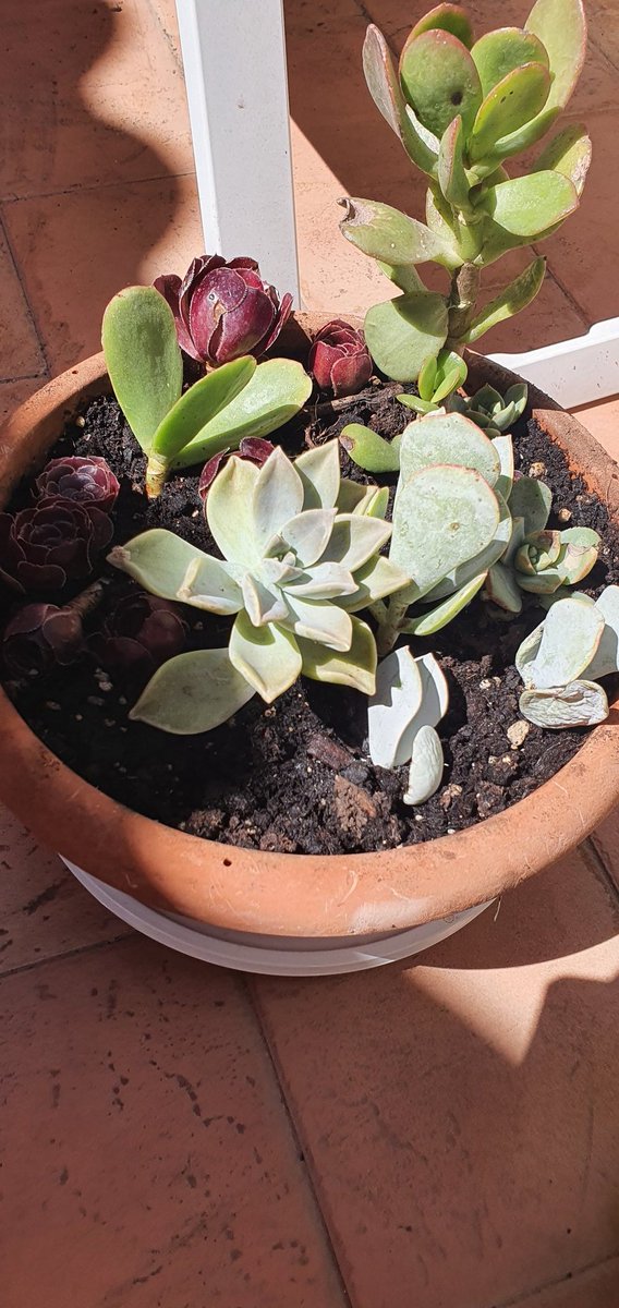 I need to open blog just about daily life. 
I have so much stuff out of drawings 😂
Like i adopted succulents i have no idea how to grow.
And a cucumber that grows in a small pot
Am a terrible plant mom