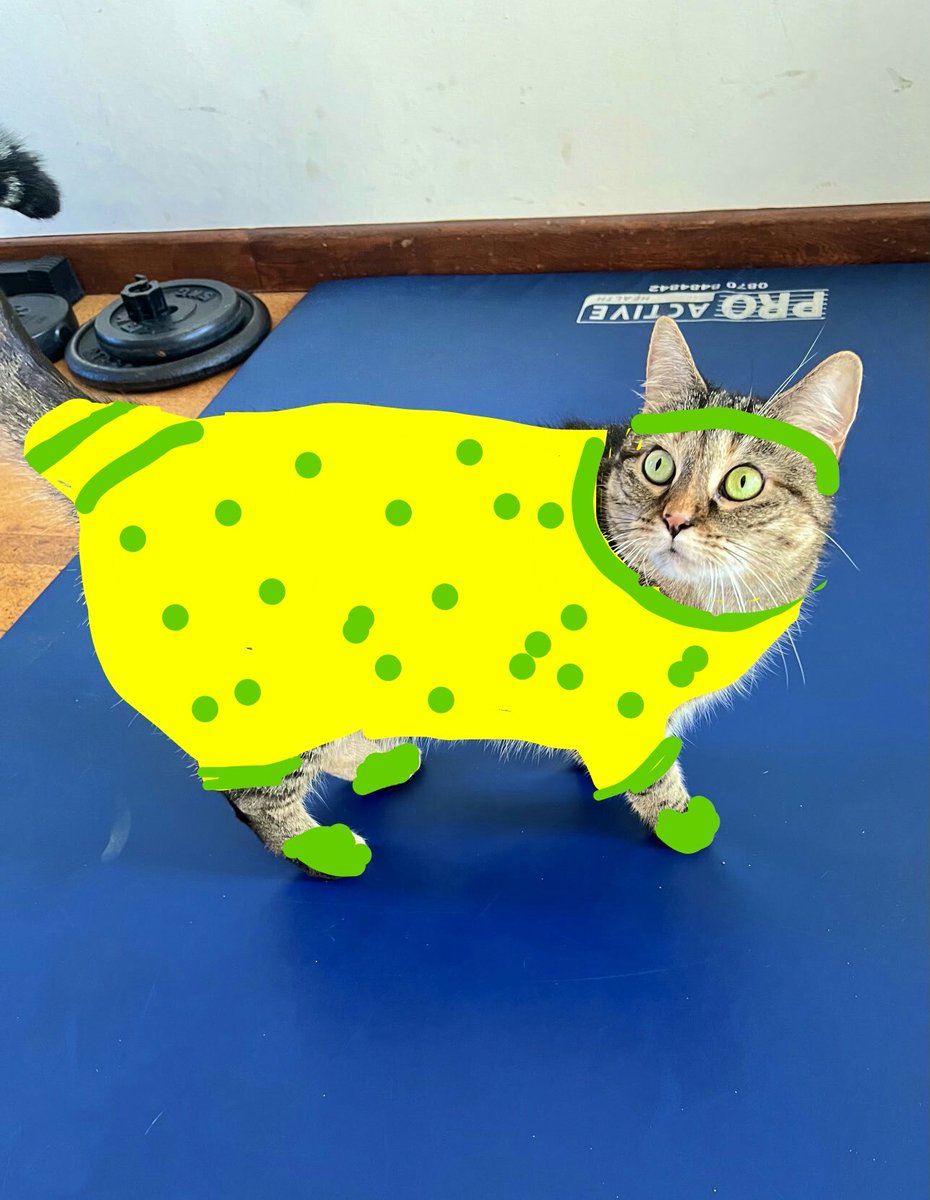 mel_cbe's tweet photo. @PickliciousF #personaltrainerCat miss P!ππππΊπΊπΊ https://t.co/4ObGVSgV4K