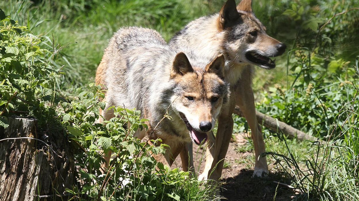 BFMTV's tweet photo. "Un réel danger": Ursula von der Leyen met en garde contre les meutes de loup dans l'UE
https://t.co/7Ydsq1og9L https://t.co/MfZ1XN2ZjL