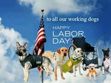 Happy Labor Day!  Thank you to all our working dogs! #LaborDay #workingdogs #lovedogs #dogs #dog #HappyLaborDay #servicedogs #serviceanimals