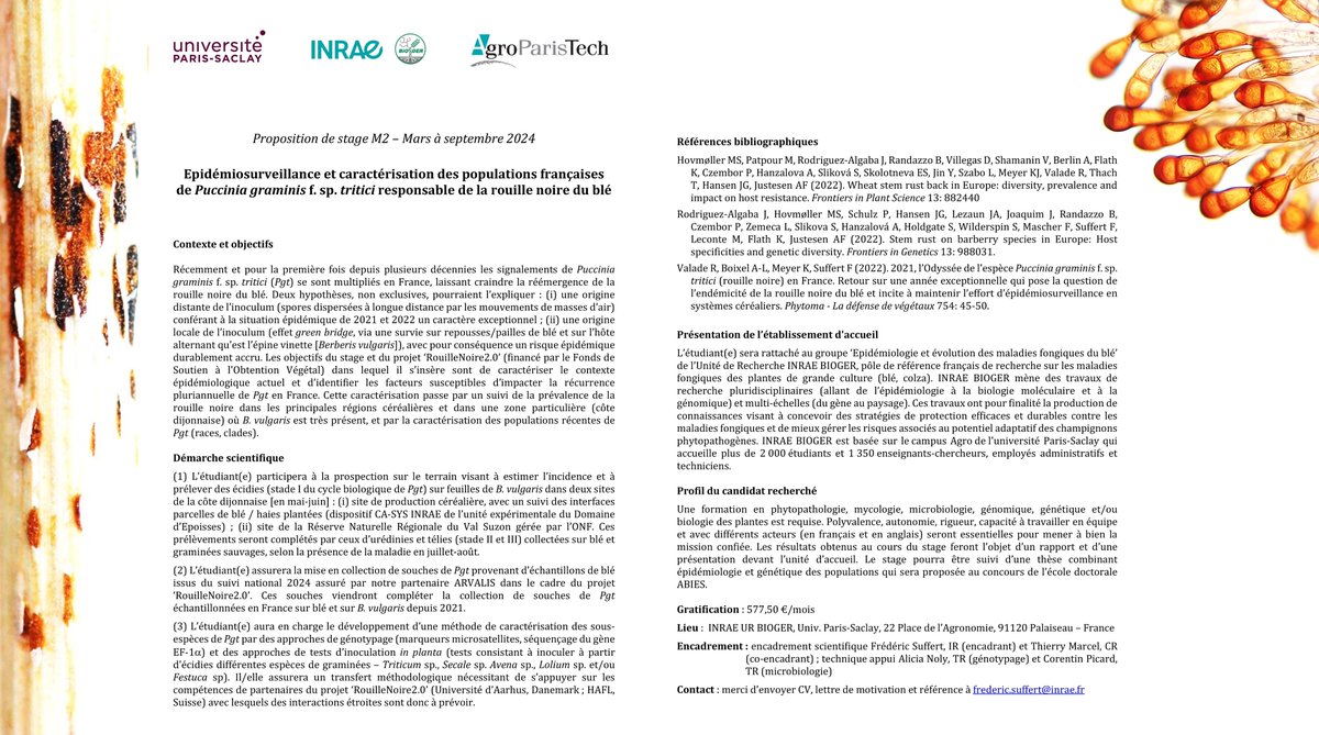 📣 A diffuser ! Offre de #stage M2 / IngAgro 👨🏻‍🎓 en #phytopathologie #épidémiologie @INRA_Bioger, 1er semestre 2024 : "Epidémiosurveillance et caractérisation des populations françaises de Puccinia graminis f. sp. tritici responsable de la "#rouille noire du #blé". Merci 🙏🏻.