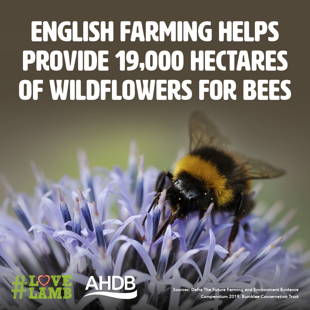 Shepherds and other livestock farmers across England are growing more wildflowers on their farms to provide a safe haven for bees and increase population. 

Another brilliant reason to celebrate our farmers this #LoveLambWeek!