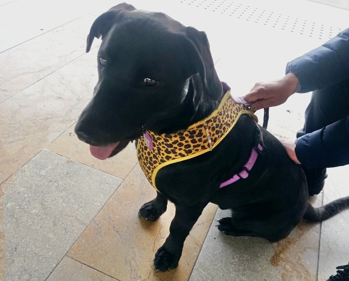 TransMilenio's tweet photo. 📍En el Portal Sur se encuentra este peludito🐶, nuestro equipo T lo está resguardando. 
Ayúdanos a difundir para encontrar a su familia 🙌❤️ https://t.co/GXEM7gNkVN