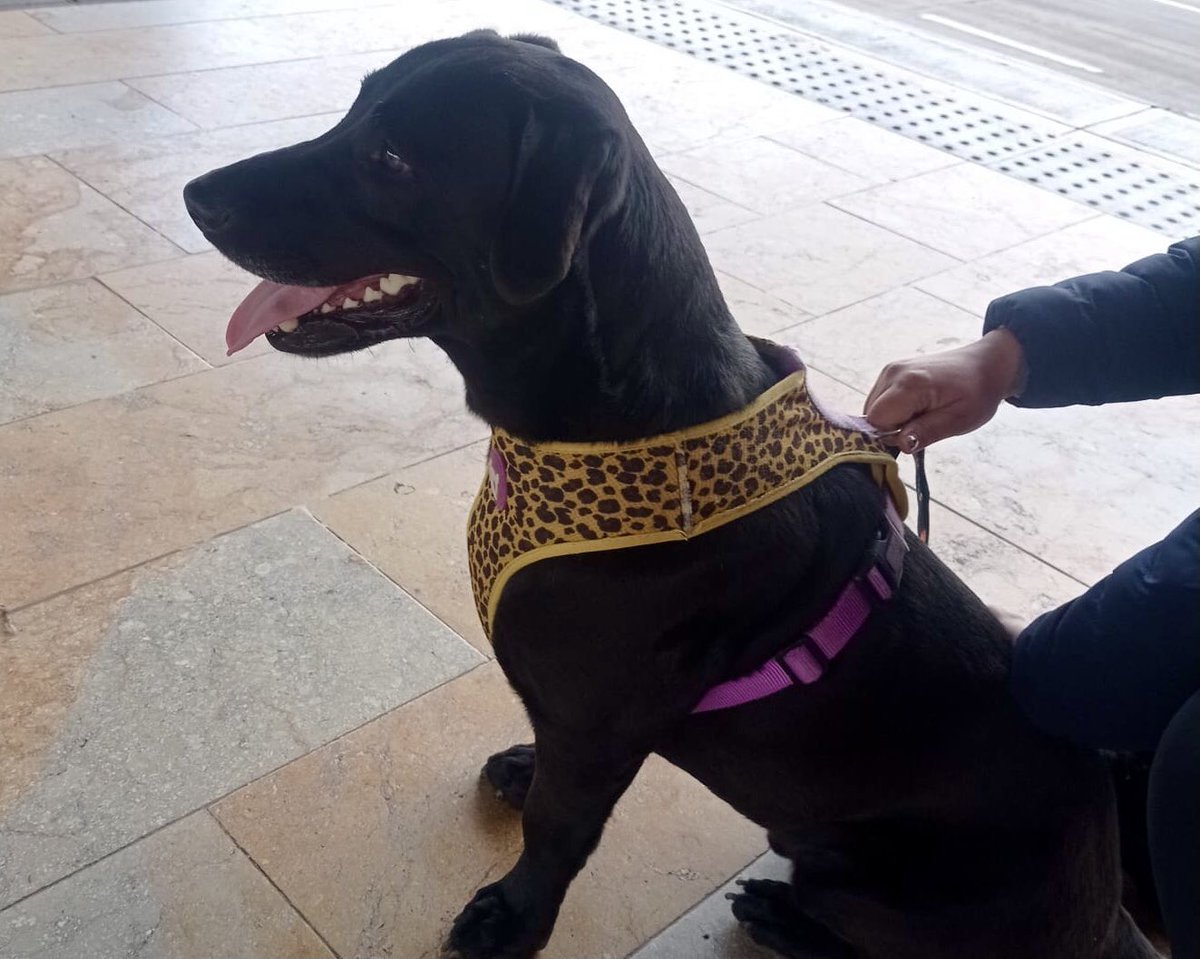 TransMilenio's tweet photo. 📍En el Portal Sur se encuentra este peludito🐶, nuestro equipo T lo está resguardando. 
Ayúdanos a difundir para encontrar a su familia 🙌❤️ https://t.co/GXEM7gNkVN