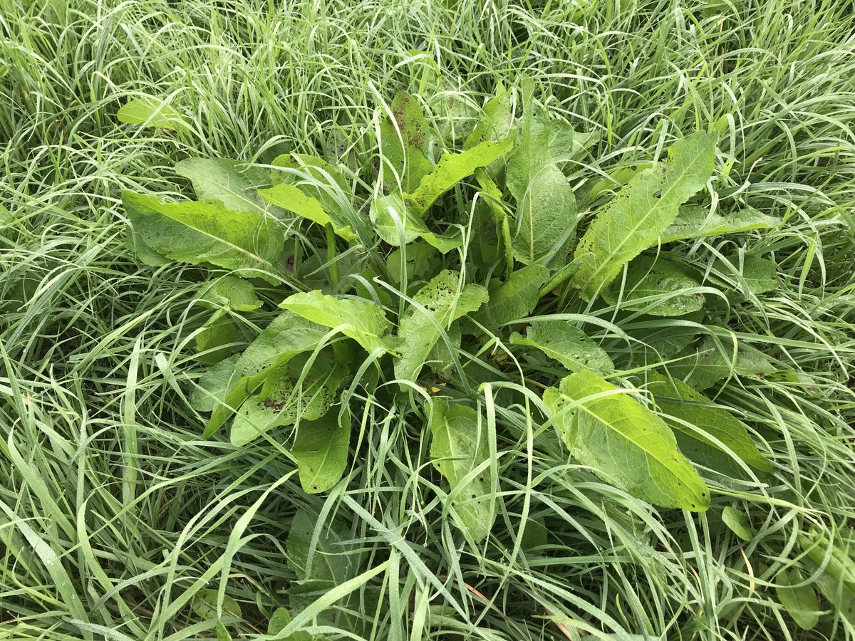 The weather is great this week to spray grassland weeds.
Thrust 3.5L/ha for docks, thistles, ragwort, buttercup. One less job to think about next spring. ⁦<a href="/NufarmUK/">Nufarm UK & Ireland</a>⁩
