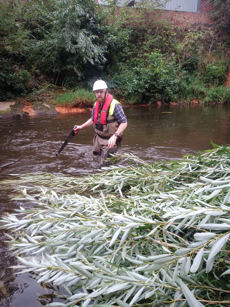 riverlution_rsc's tweet photo. Using handsaws to partly cut smaller willow trees, a hinge was for them to bend into the river, while still alive and able to grow they create more woody debris which is great #habitat for #fish! 💙🐟 #rivers #habitatcreation #riverrestoration #willowtrees #Rivers https://t.co/fU3tCoRhN9