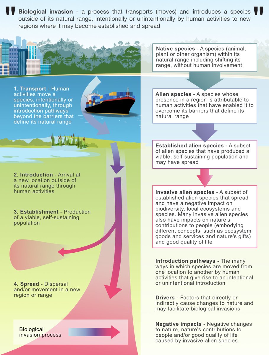 #DYK: Invasive alien species are one of the main direct drivers of change in nature?

🔎Check out this infographic from the <a href="/IPBES/">ipbes</a>  #InvasiveAlienSpecies Report, illustrating key concepts within the biological invasion process.

💡ipbes.net/IASmediarelease