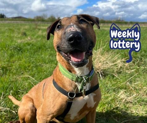Take a chance at winning £25,000 and give Missy a winning chance of finding her forever home! 🤞

PLAY NOW: gloucesterlottery.co.uk/support/the-co…

#lottery #charitylottery #dogoftheweek #ebt #englishbullterrier #win #gloucestershire