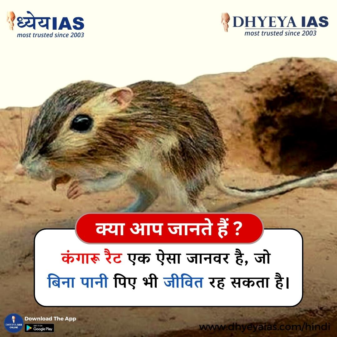 Dhyeya_IAS's tweet photo. कंगारू रैट को कभी पानी पीने की आवश्यकता नहीं पड़ती ये जो बीज़ खाते हैं उसका मेटाबोलिक ऑक्सीडेशन करके उसी से पानी प्राप्त कर लेते हैं।
ऐसे ही और interesting facts के लिए follow Us. #DidYouKnow #dhyeyaias #interestingfacts #kangaroorat #rat #withoutwater #animals https://t.co/olGevVjU36