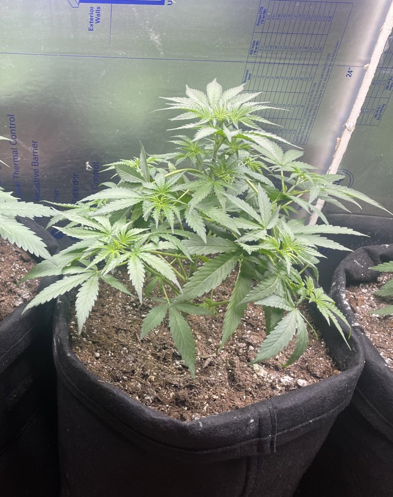 Vet 420 (@weedvet) on Twitter photo Silver Spoon Auto-flower From
<a href="/GHGenetics/">Greenhand Genetics</a>
Sheβs 24 Days from Seed today
Still Powered by the <a href="/MarsHydroLight/">Marshydro lighting</a> VG 80βs
Stay lifted friends Silver Spoon Auto-flower From
<a href="/GHGenetics/">Greenhand Genetics</a>
Sheβs 24 Days from Seed today
Still Powered by the <a href="/MarsHydroLight/">Marshydro lighting</a> VG 80βs
Stay lifted friends