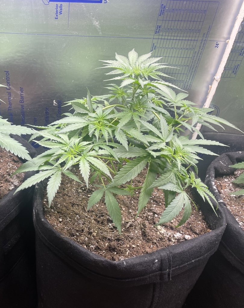 Silver Spoon Auto-flower From @GHGenetics She’s 24 Days from Seed today Still Powered by the @MarsHydroLight VG 80’s Stay lifted friends